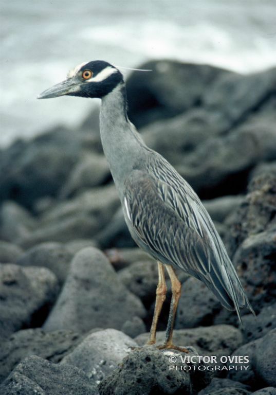 Heron